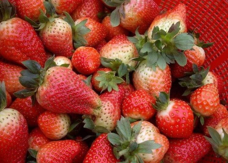 適合南方露天種植的草莓品種有哪些