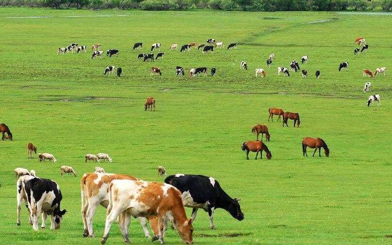 畜牧業經營范圍是什麼
