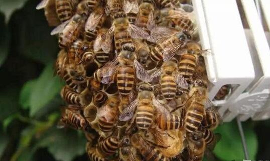 蜜蜂自然分蜂能飛多遠
