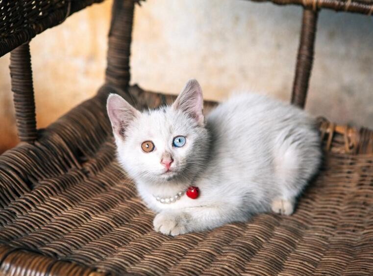 一身白是什麼貓