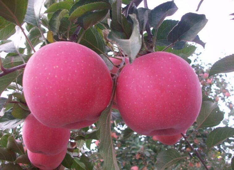 蘋果樹苗有什麼常見品種