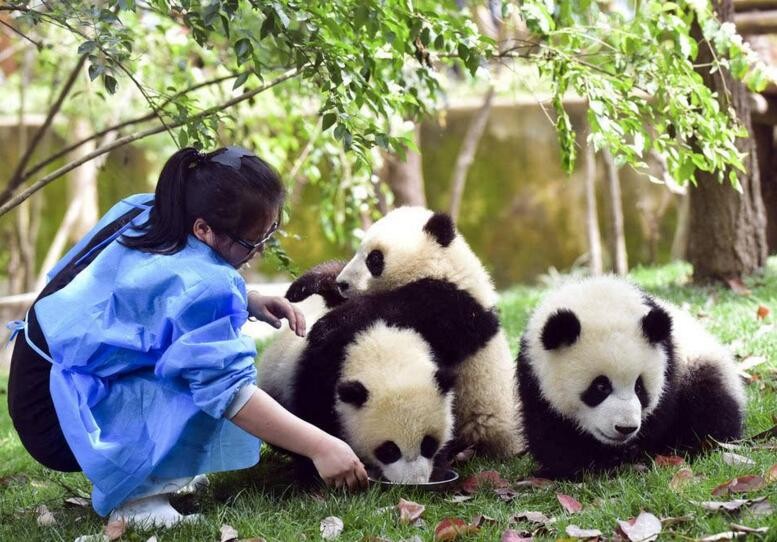 怎樣才能當熊貓飼養員