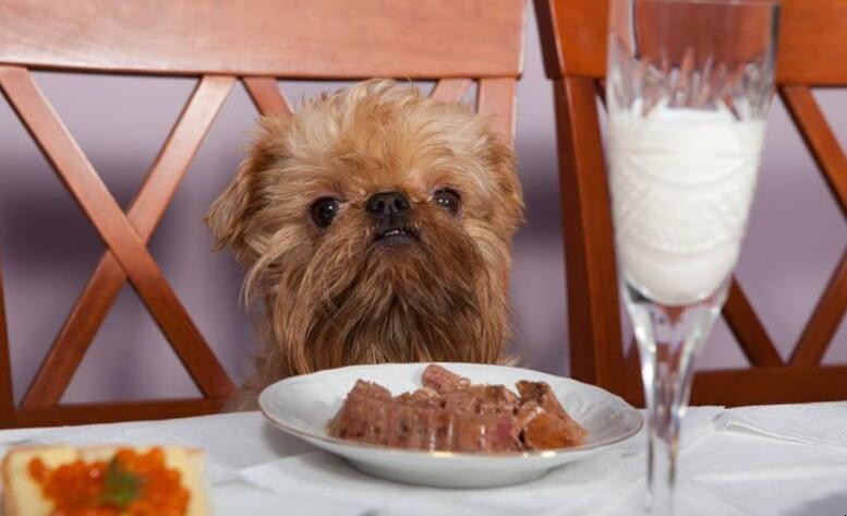 狗舔過的餐具如何消毒