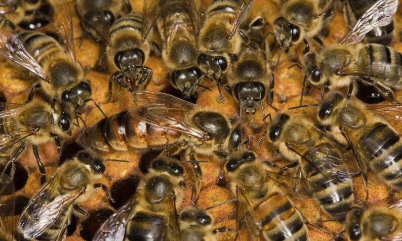 蜜蜂怎麼介入新王