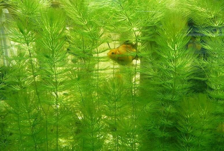 金魚藻的養殖方法是什麼