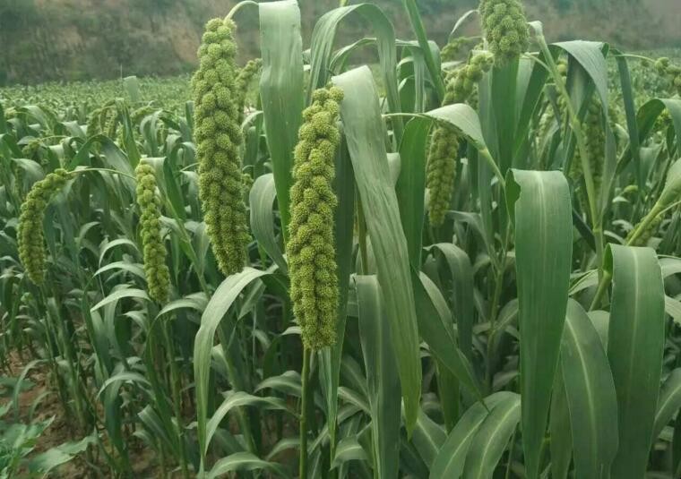春小麥什麼時候種植