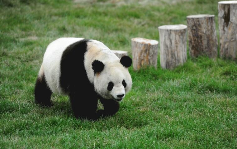 南寧動物園有熊貓嗎