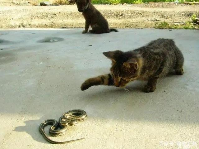 貓一般怕蛇嗎