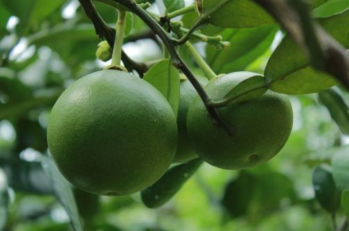 柚子樹如何栽培種植