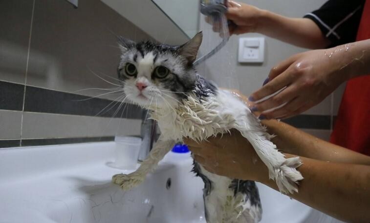 貓咪洗澡註意哪些事項