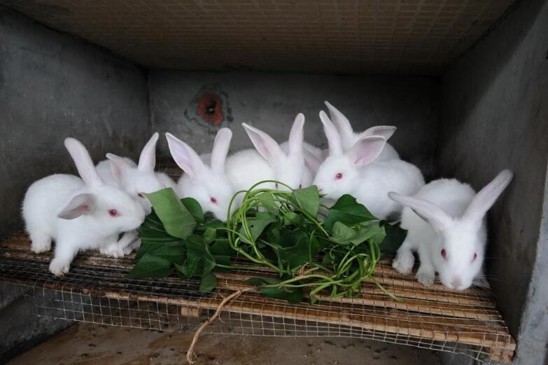 養殖兔子有哪些禁忌