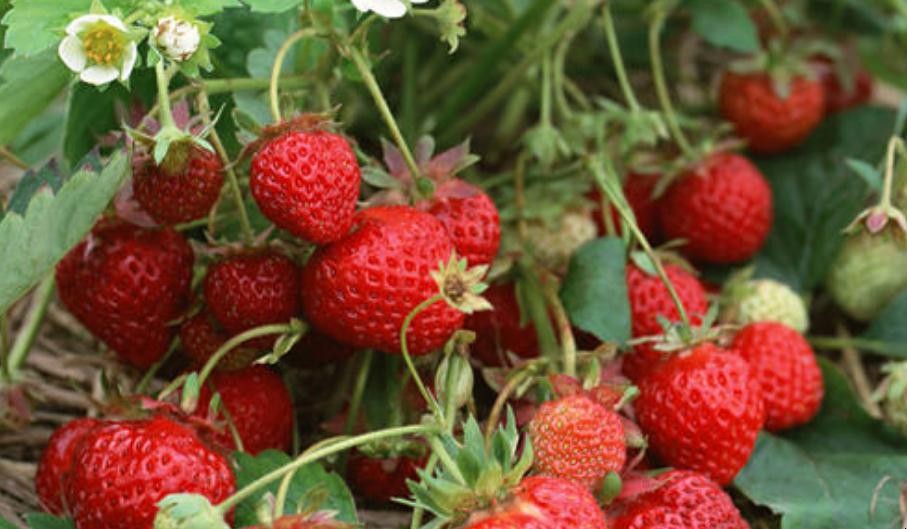 草莓苗怎麼種植成活率高