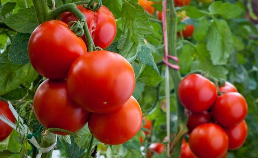 番茄什麼季節種植合適