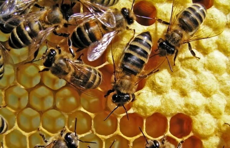 春季蜜蜂如何養殖高效