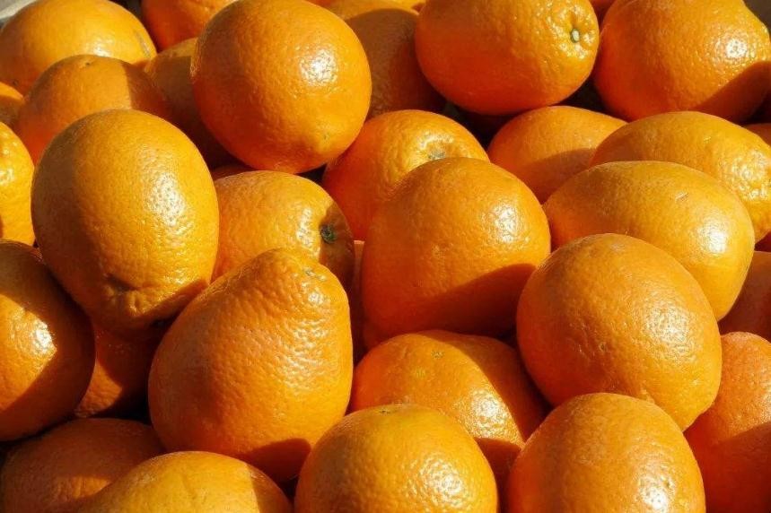 橙子幾月份成熟