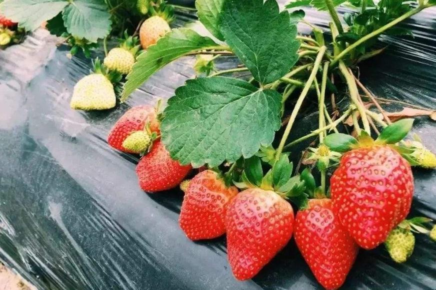 草莓種子幾月份播種