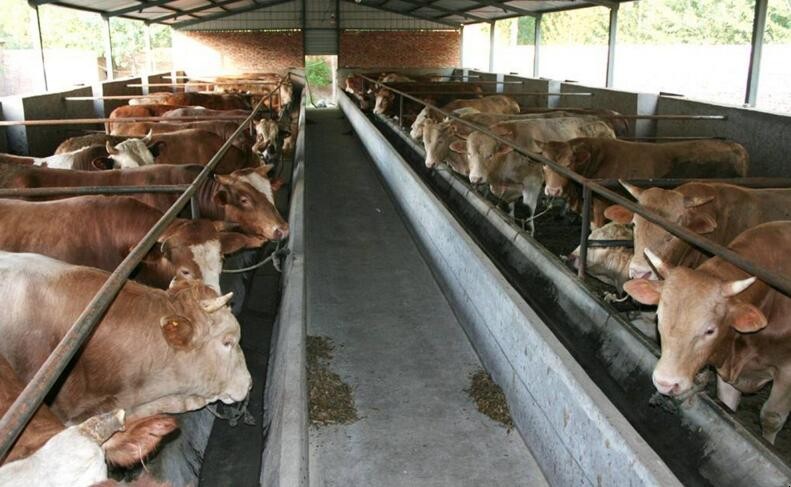 農村養牛有補貼嗎