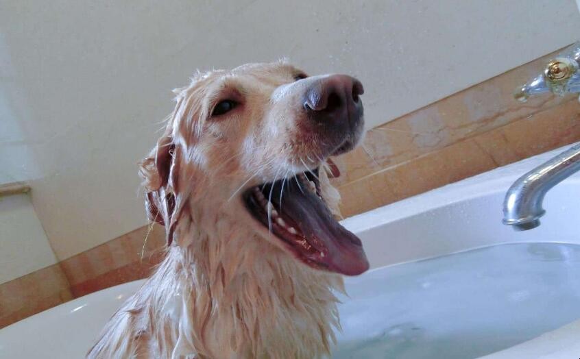 怎麼給狗狗洗澡最好
