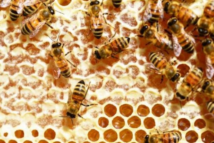 如何辨別蜂蜜真假