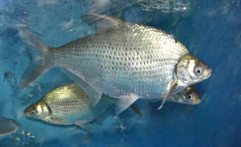鯿魚高效繁殖技術是什麼