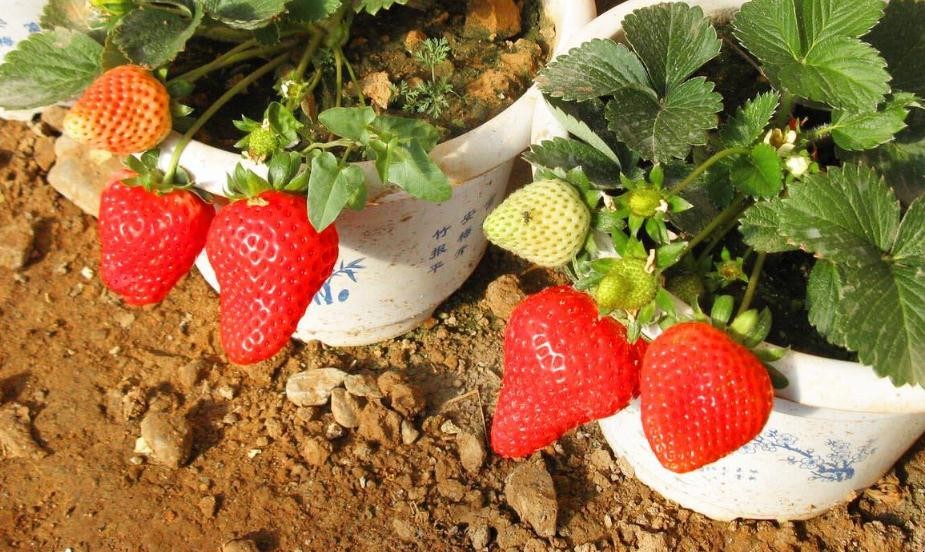 露天草莓的種植方法是什麼