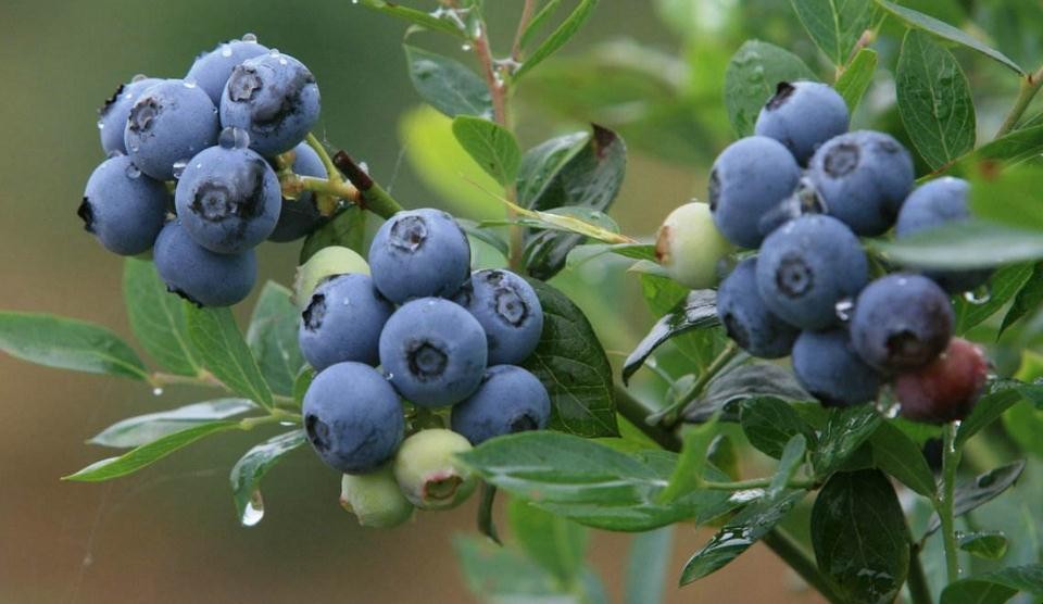 藍莓苗如何種植