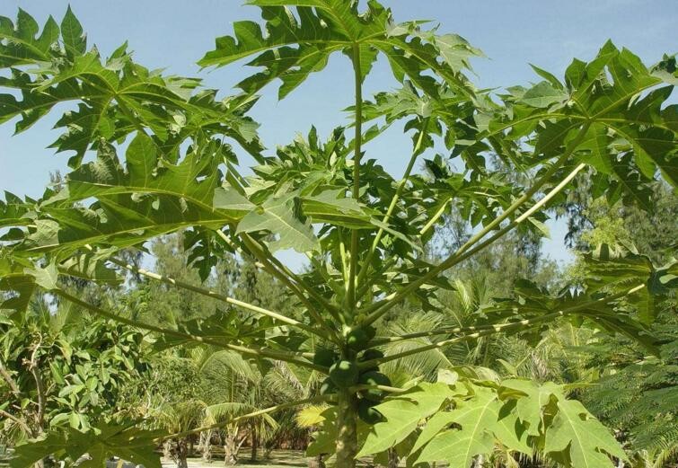 木瓜樹如何養護管理