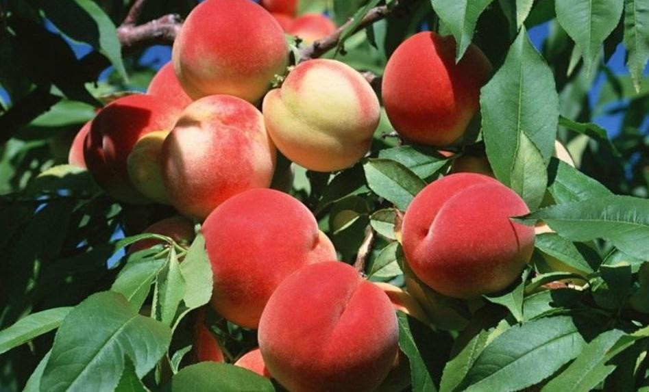 水蜜桃的高產種植技術是什麼