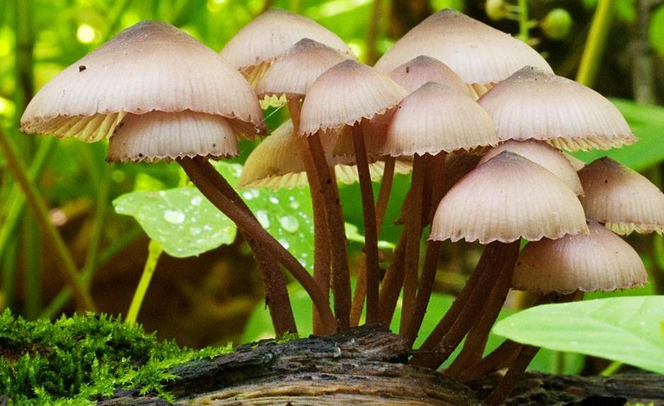 蘑菇栽培有哪些要點