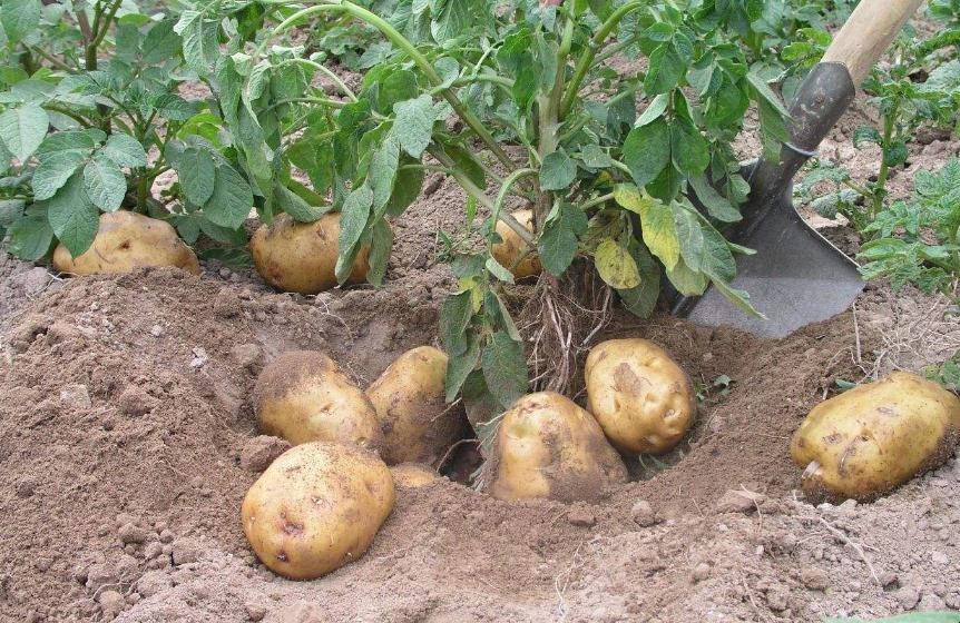 馬鈴薯種薯怎麼處理高產
