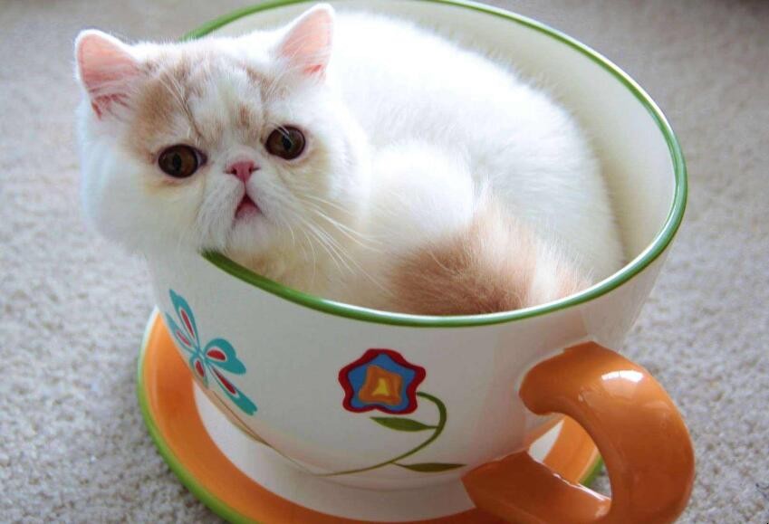 茶杯貓如何挑選