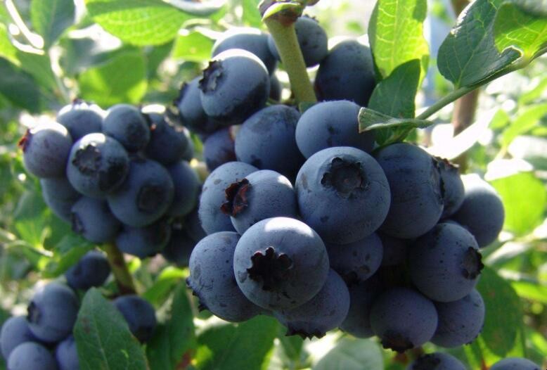 藍莓肥害是什麼原因
