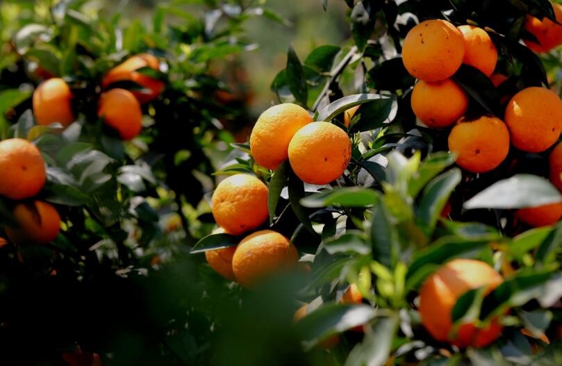 如何促進柑橘長個