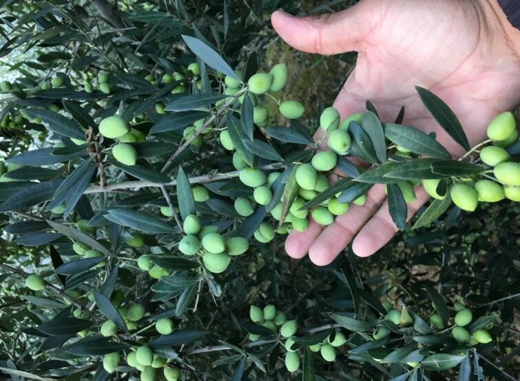 橄欖樹如何種植能高產