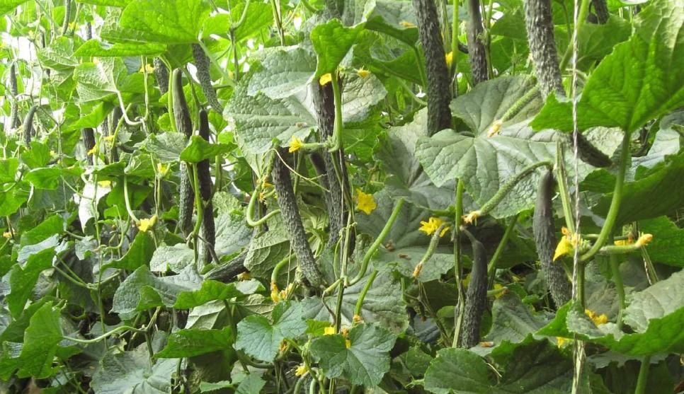 如何種植黃瓜才能高產又無公害