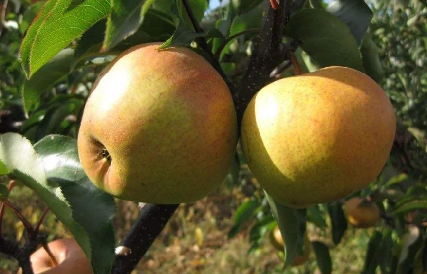 蘋果梨怎麼種植