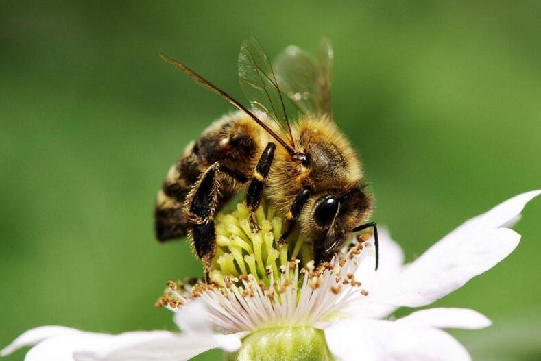 蜜蜂春繁如何管理
