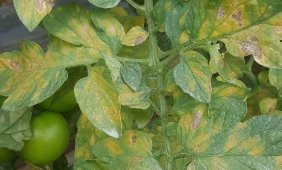 番茄葉黴病的癥狀是什麼