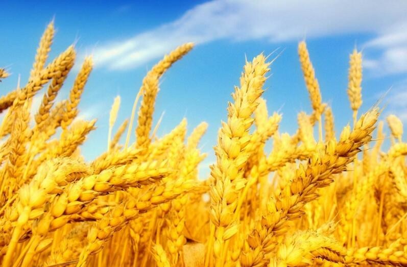 冬小麥什麼時候追肥