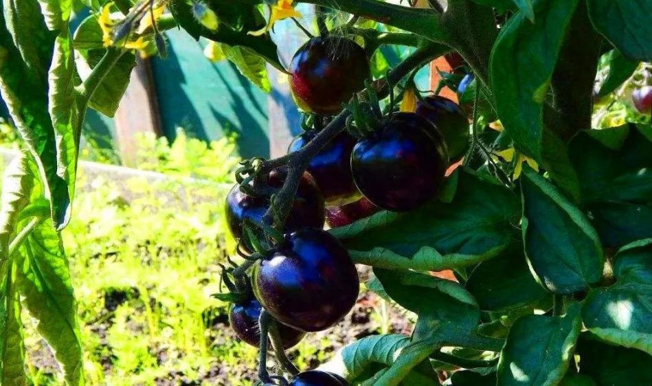 黑番茄怎麼種植