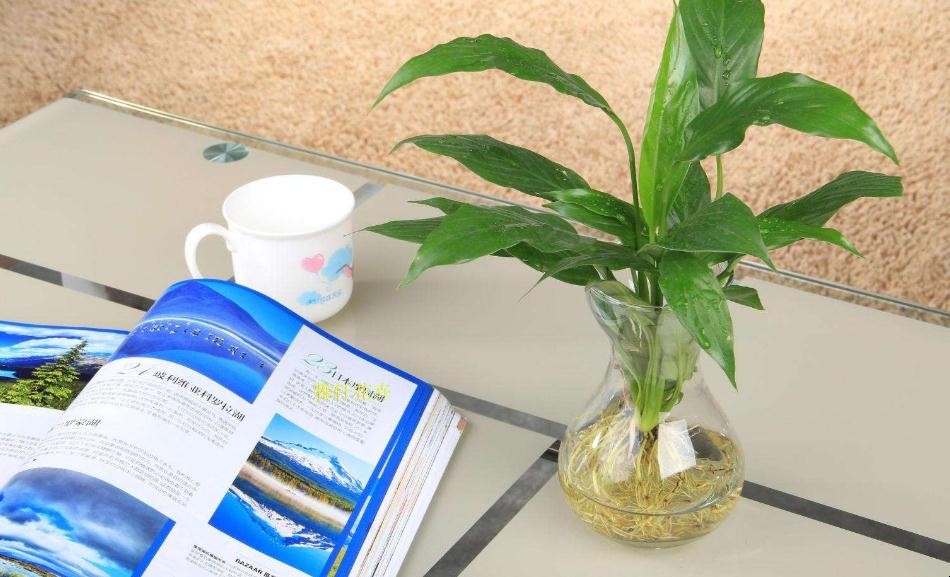 辦公桌上擺放什麼植物好