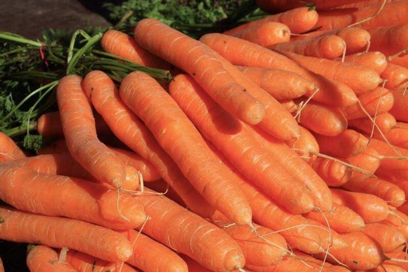 胡蘿卜怎麼種植