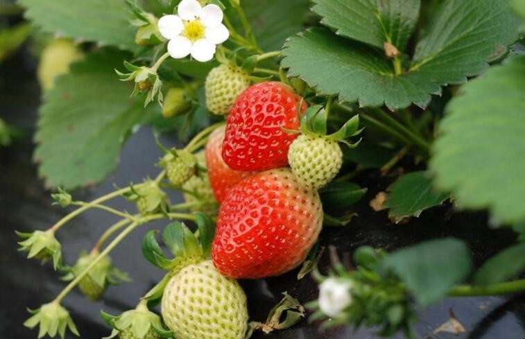 草莓肥害如何修復