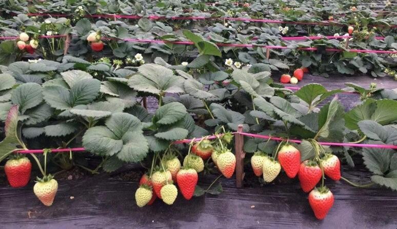 草莓肥害是什麼原因