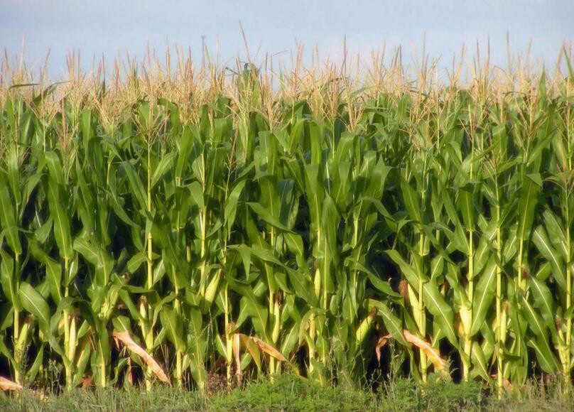 玉米免耕播種有什麼優點
