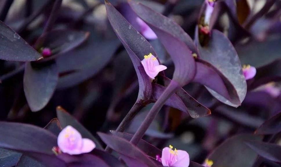 紫竹梅到底有毒嗎