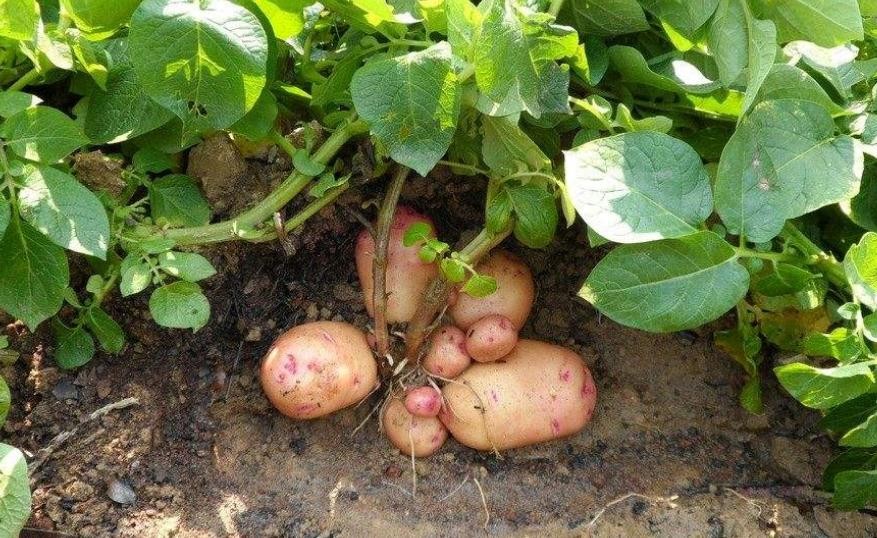 土豆發芽瞭怎麼種植