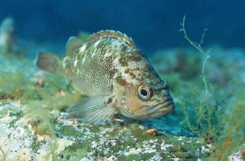 石斑魚常見養殖模式有哪些