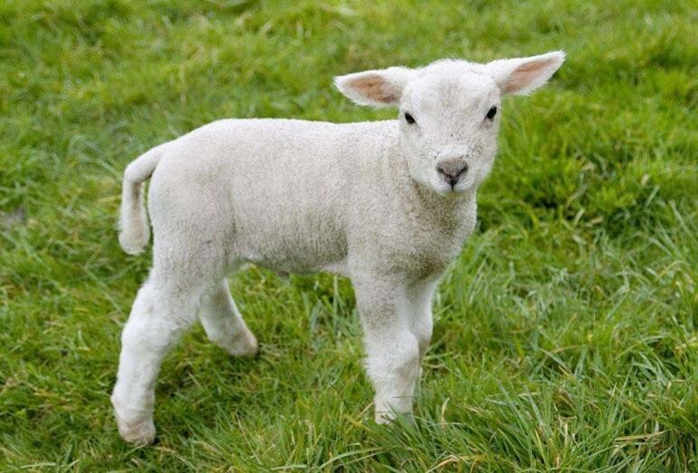 飼養小羊註意哪些事項