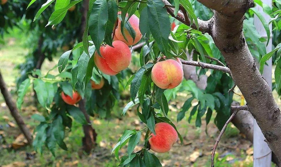 桃樹的春季管理要點是什麼